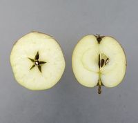 Borsdorf æble